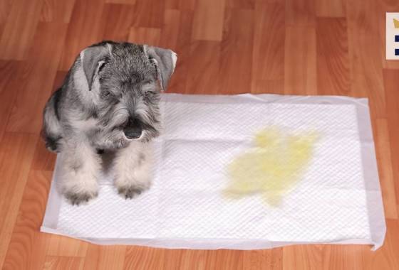 How to potty train a puppy