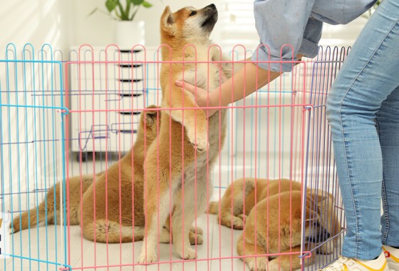 Best playpen for dogs