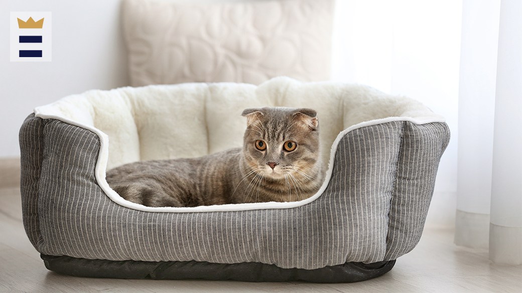 Best cat bed