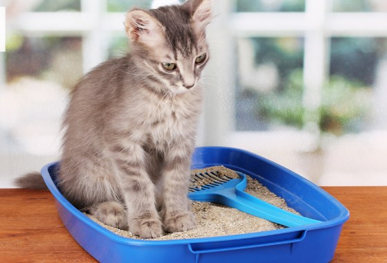 Most popular Chewy cat litter