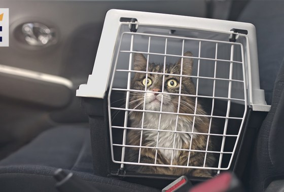 Best travel accessory for cat owners