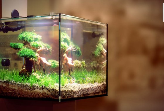 Best PetSmart fish tank
