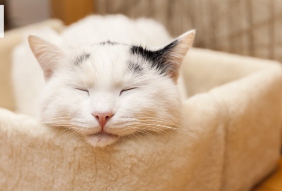 Best Petsmart cat bed