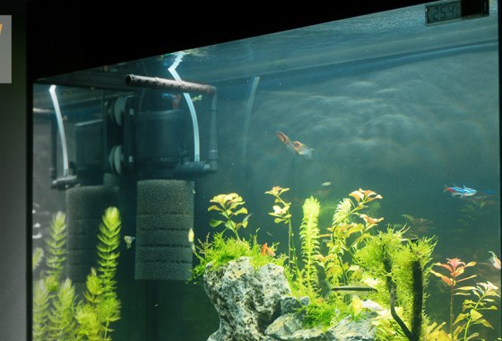 Best Fluval aquarium filters