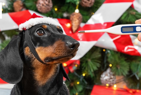 Best dog thermometers