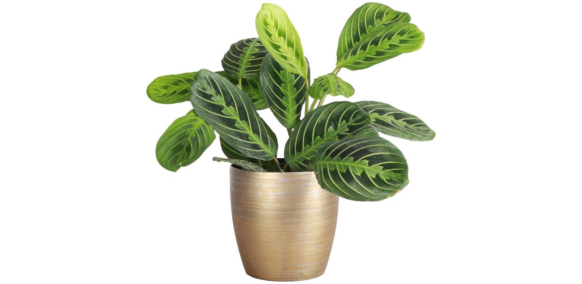 Thorsen's Greenhouse Lemon Lime Prayer Plant