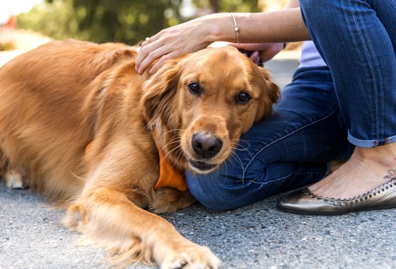 Best pet deals for Prime Day 2022