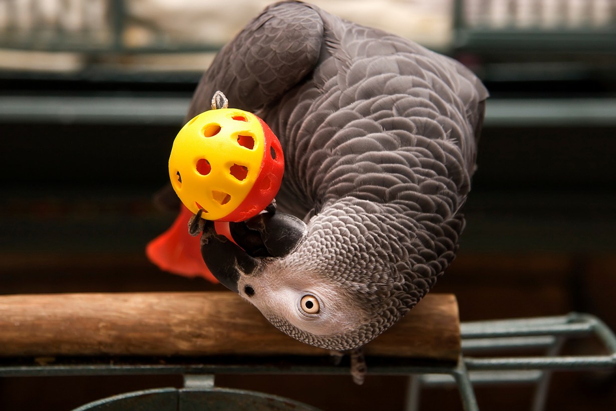 a bird playing with its toys