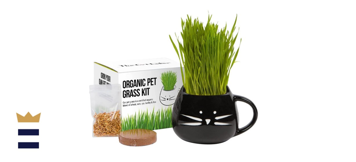 Cat Grass Growing Kit