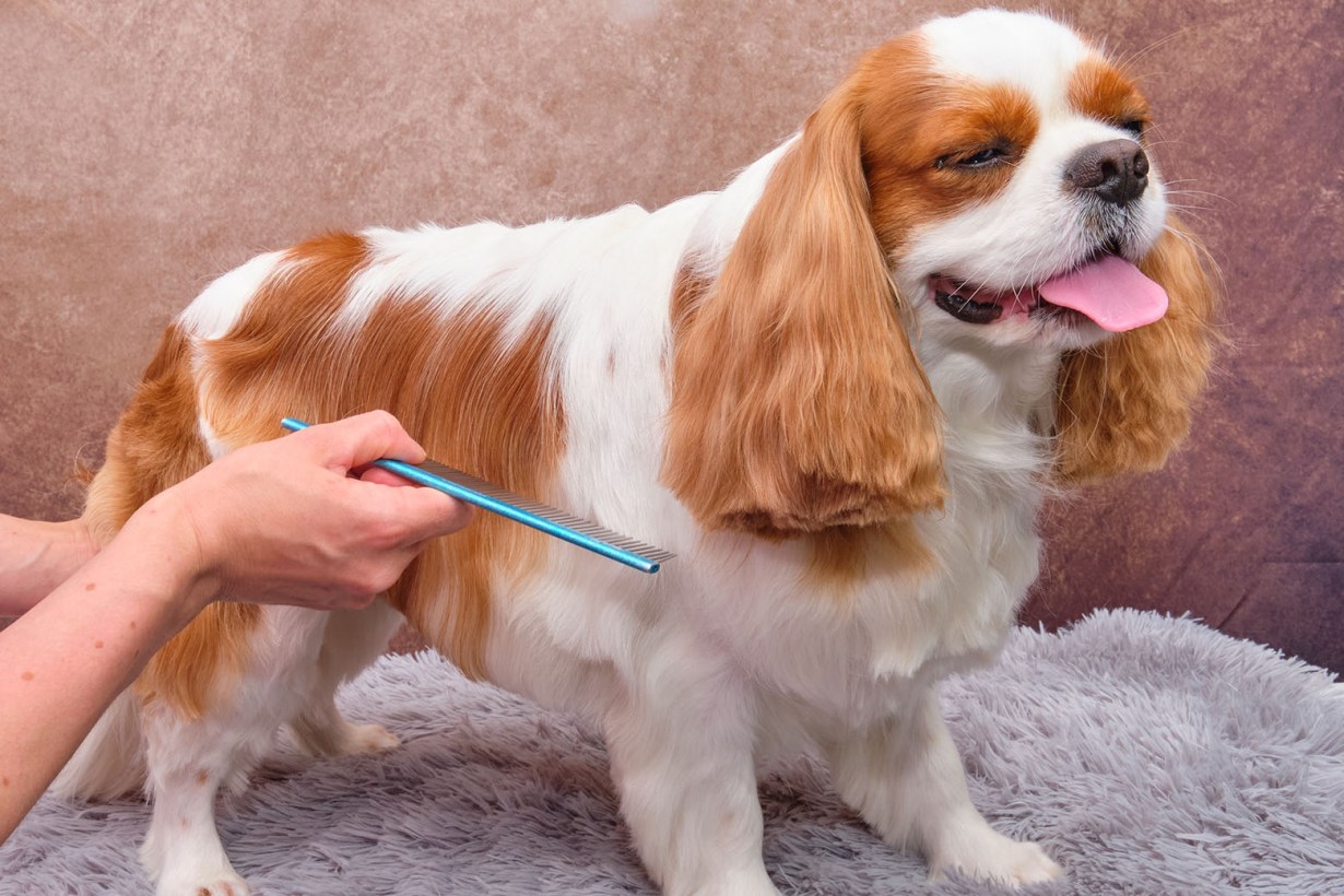 5 Best Dog Dematting Combs Aug. 2024 BestReviews