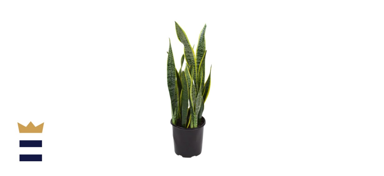 Sansevieria Laurentii Snake Plant