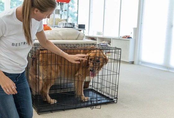 How to prepare for a road trip with your dog