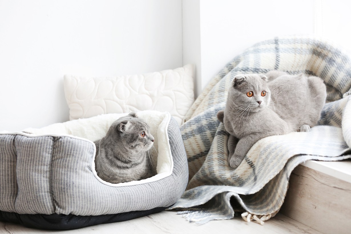 orthopedic cat beds 1