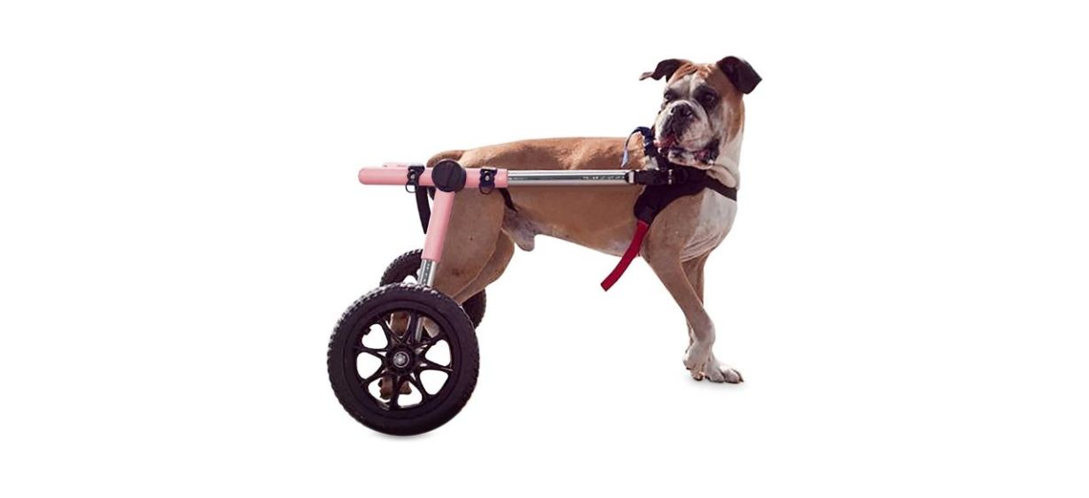 Walkin' Wheels, Dog Wheelchair Reviews