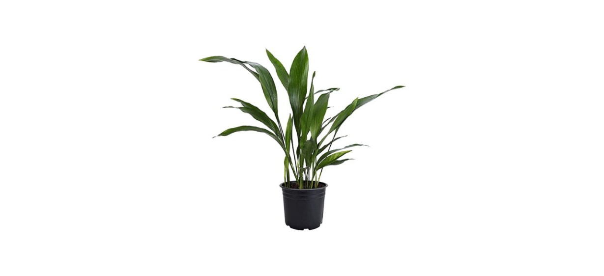 American Plant Exchange Cast Iron Plant