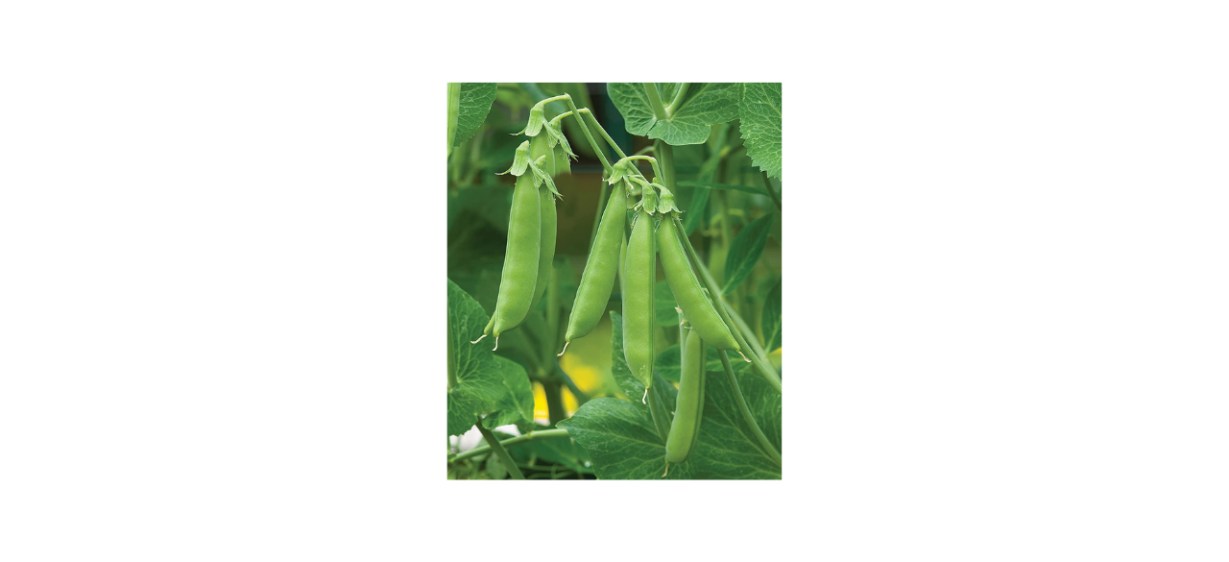 Burpee Sugar Snap Peas