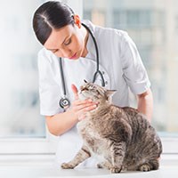 anxiety relief for cats