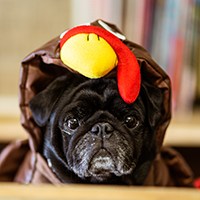 Pug in turkey costume