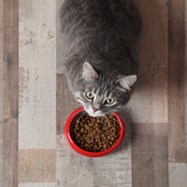 cat food2
