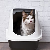best cat box liners