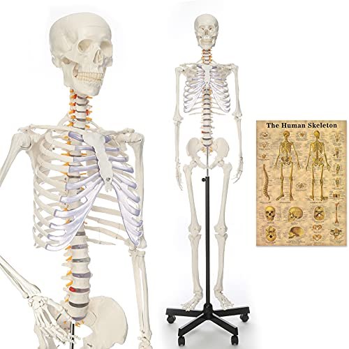 Ronten Human Skeleton Model